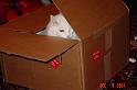 Cat in a Box 2